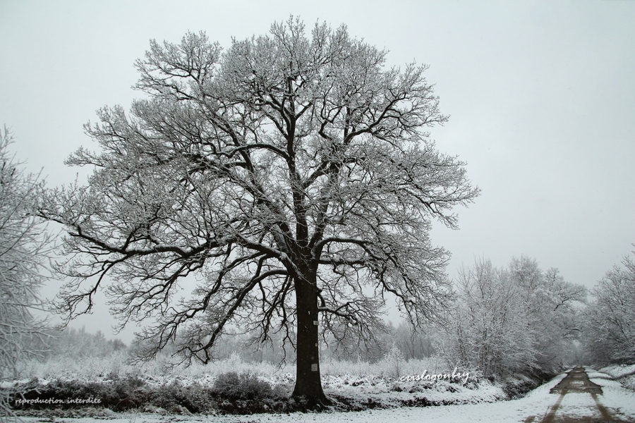 Tombe la neige