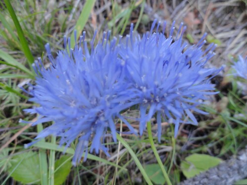 Fleurs bleues