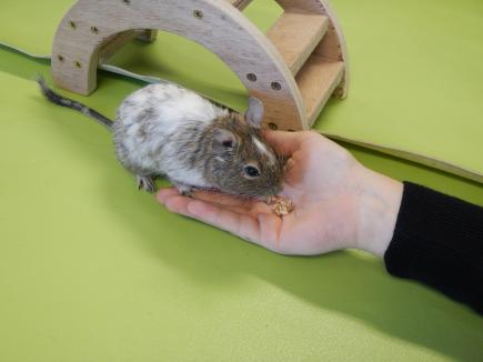 Médiation animale décembre 2017
