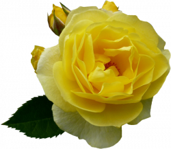 Tubes fleurs, tubes roses