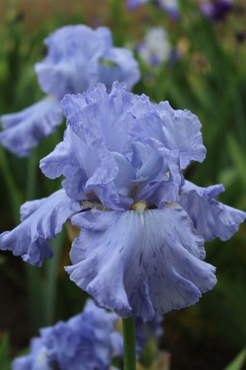Le festival des iris au parc floral d'Orléans