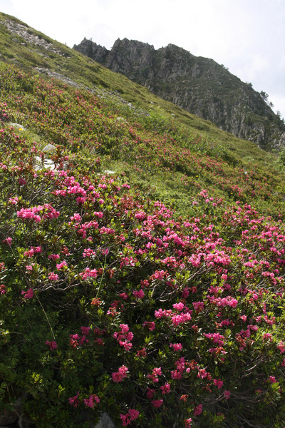 Les Lacs de Pétarel - Rhododendrons