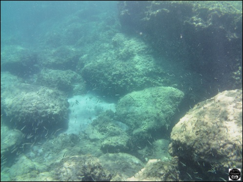 Grèce, vue sous-marine, de la mer Egée