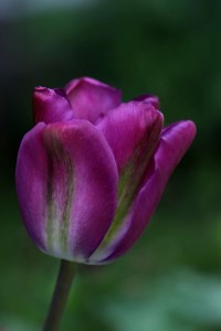 Tulipes-Nightrider.jpg