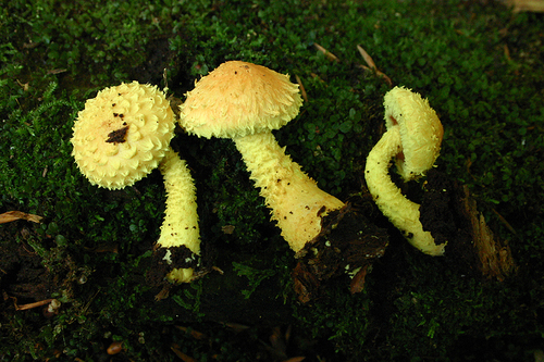 Pholiota flammans