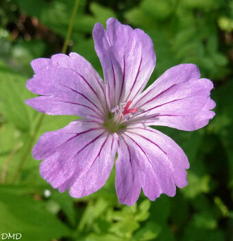 Geranium nodosum  -  géranium noueux