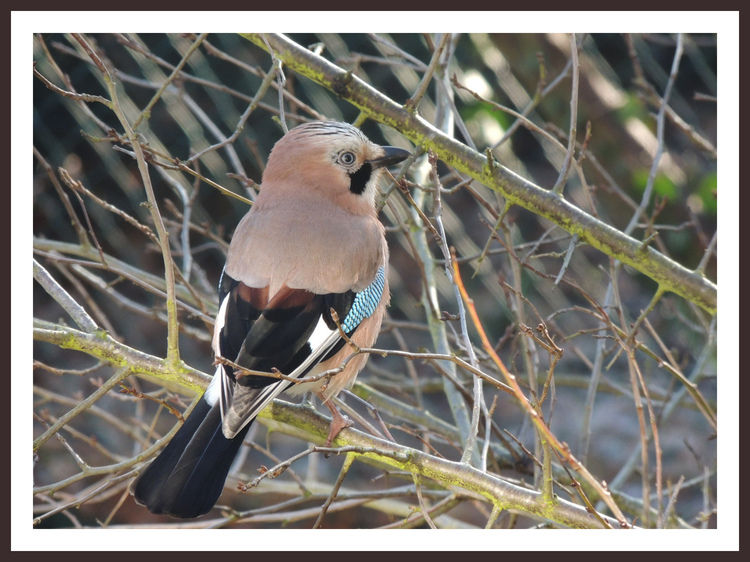 Oiseau de nos jardins.Le geai.Images gratuites