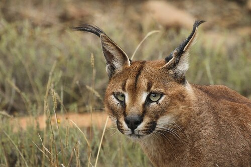 Le Caracal