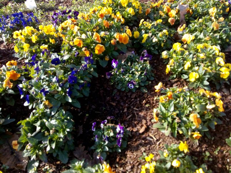 Toulenne (Gironde) ville fleurie