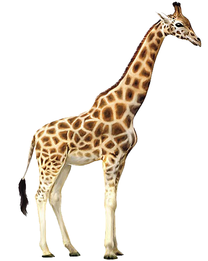 Girafes 1