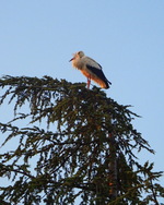 La preuve par une belle cigogne de passage 1...27.08.2022...