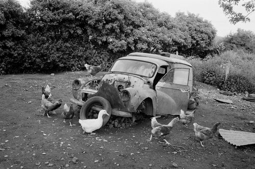 09 - Les poules et les voitures