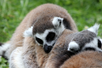 Lémuriens de Madagascar