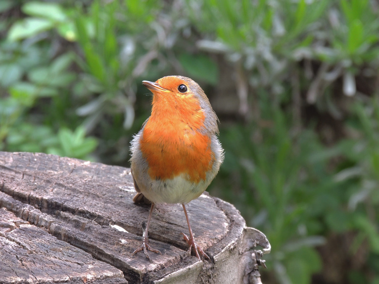 Rouge gorge .Compagnon du jardinier.(Robin red breast).Images gratuites