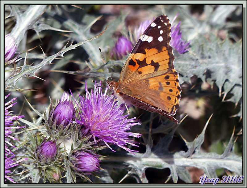 Chardon fausse carline (Carduus carlinoides) et sa Belle-Dame ou Vanesse du chardon (Vanessa cardui) - Comabona (1554 m) - Catalogne - Espagne