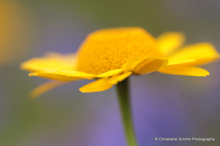 Distribution de soleil....