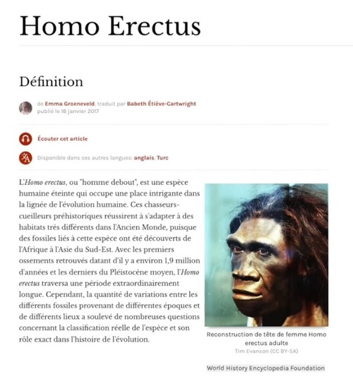 Homo erectus.jpg