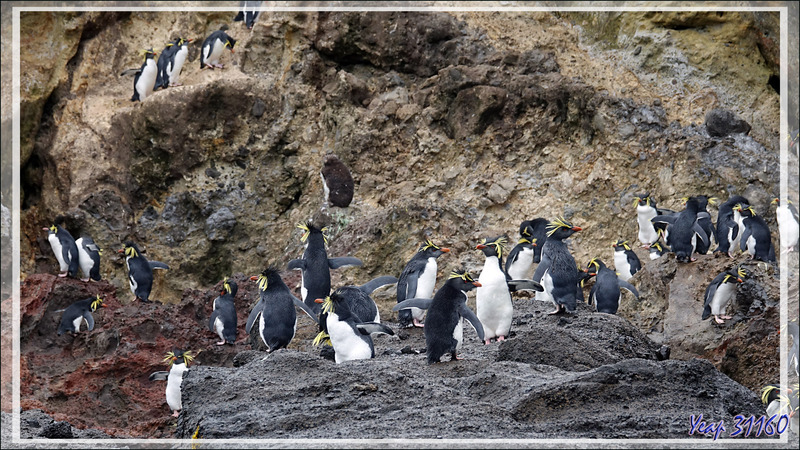 Les Gorfous de Moseley de Pequena Point - Nightingale Island - Tristan da Cunha
