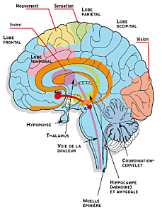 Cerveau