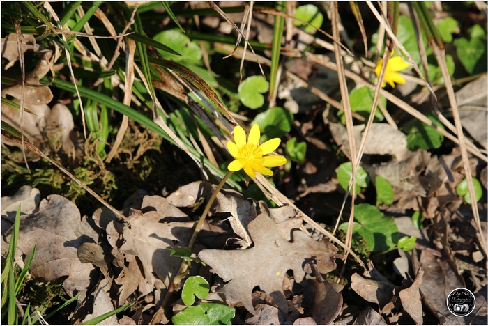 Fleurs à identifier