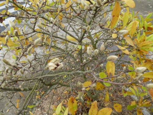 COULEURS D'AUTOMNE A BEAUGENCY