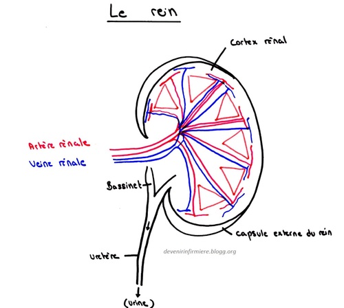 Le système urinaire