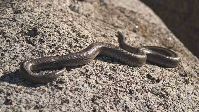 Rosy boa