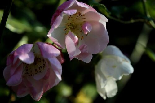 Dernières roses...