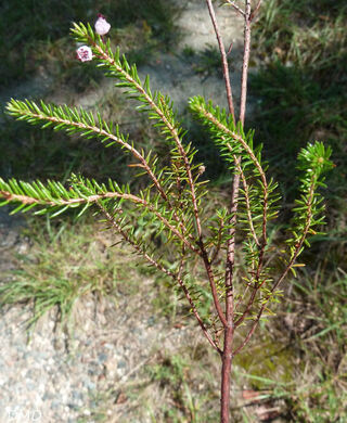 Erica vagans  -  bruyère vagabonde