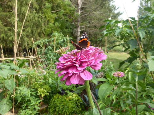  -Le papillon et le zinnia -