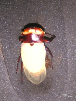 Lucanus Cervus ヨーロッパミヤマクワガタ