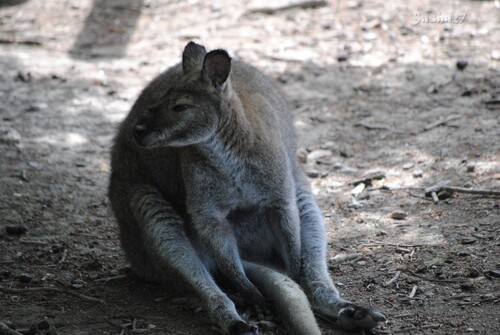 (4) Le wallaby de Bennett.