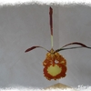 psychopsis_butterfly_2013