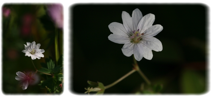 Geranium Pyrenaicum