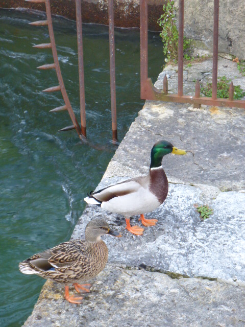       ANNECY,  LA VENISE DES ALPES