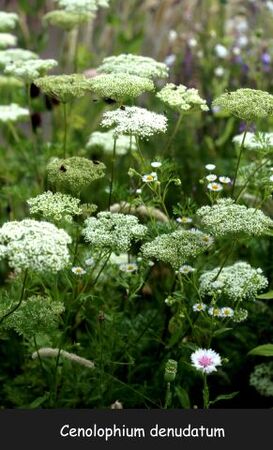 Vente de graines au profit de la Roseraie : Anthriscus 'Ravenswing' + bisannuelles + vivaces