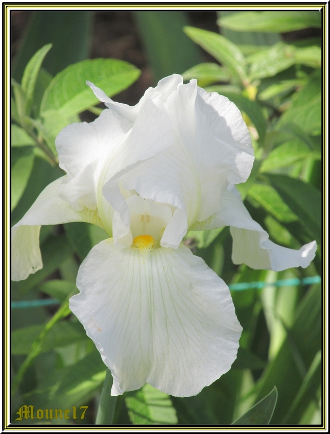 Les iris du jardin