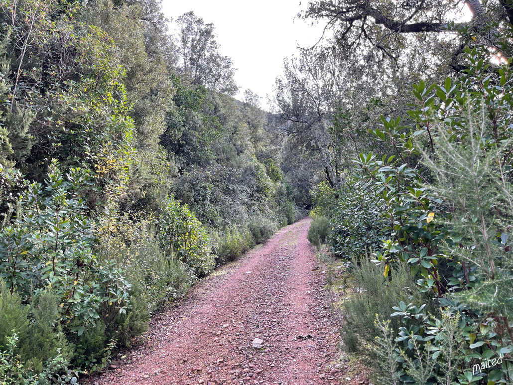 Balade en forêt de Piriu - Mansu - Corse