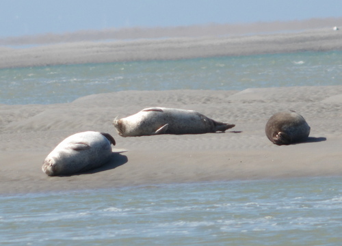 Les phoques de la pointe du Hourdel