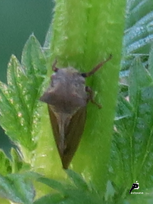 Demi-diable ou Cigale épineuse (Centrotus cornutus)