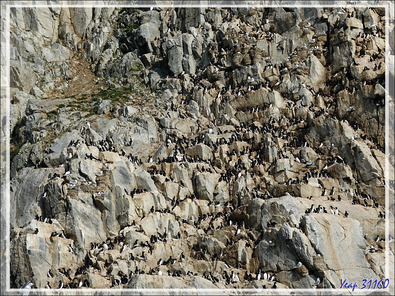 Les falaises de Cambridge Point avc ses dizaines de milliers d'oiseaux, surtout des Guillemots de Brünnich - Coburg Island - Baffin Bay - Nunavut - Canada