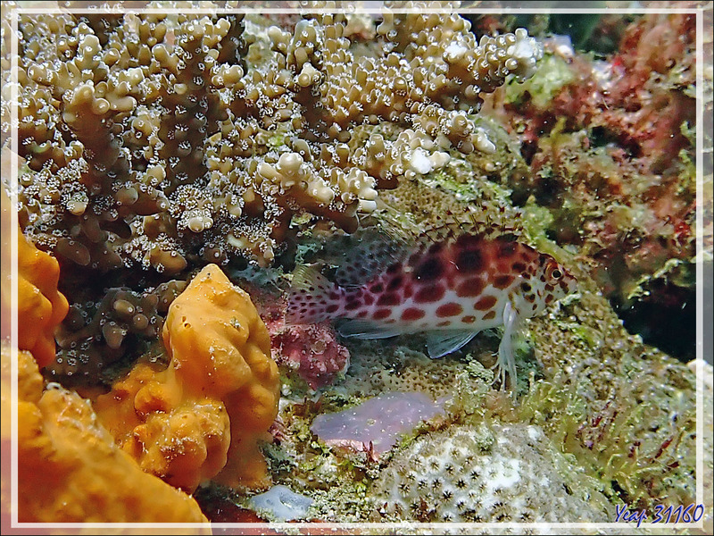 Épervier à points rouges, Poisson faucon lutin, Spotted golden or Coral or Pixy hawkfish (Cirrhitichthys oxycephalus)Betalinjona (2ème Frère) - Tsarabanjina - Mitsio - Madagascar