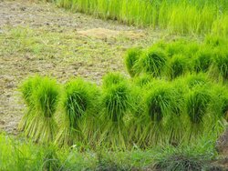 Les rizières,La mousson