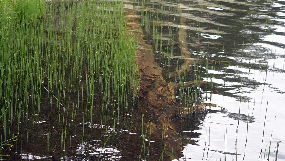 de vieux bois dans un des lacs inférieurs 15/10 