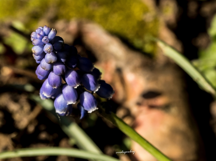 Mars...revient le temps des fleurs.....