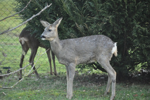 Les autres visiteurs de mon jardin