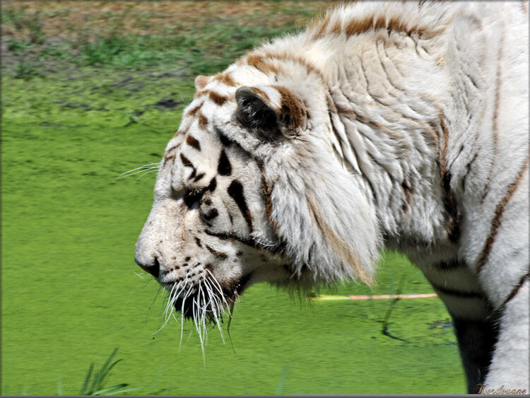Photo de tigre blanc (Zoo du bassin d'Arcachon)