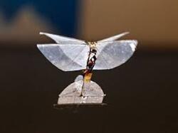 Le Drone insecte