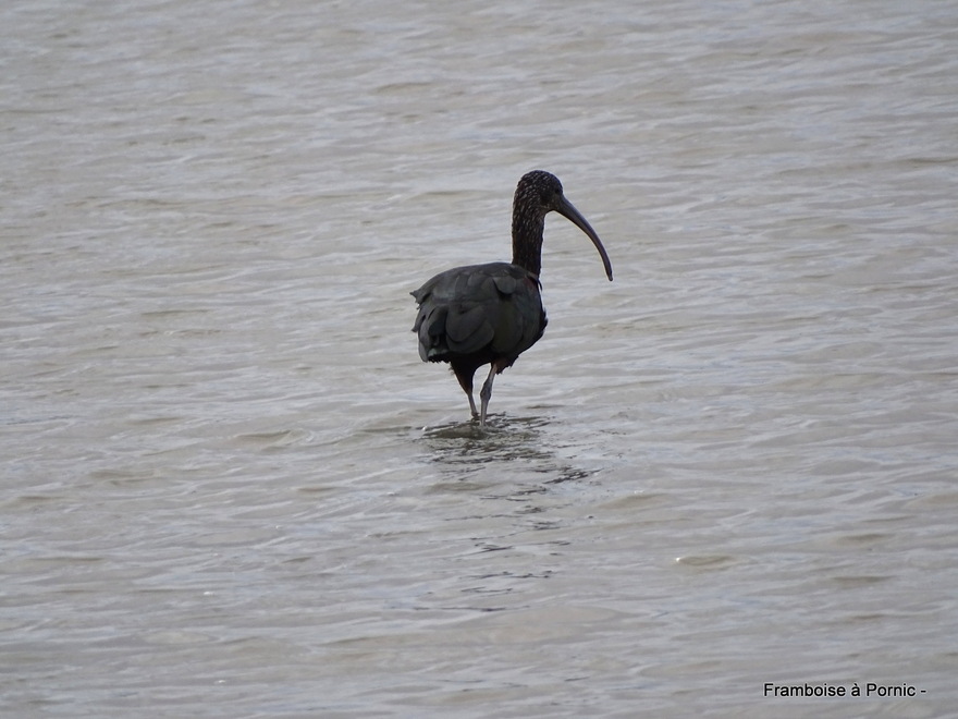 Les oiseaux du marais breton en automne - 2022