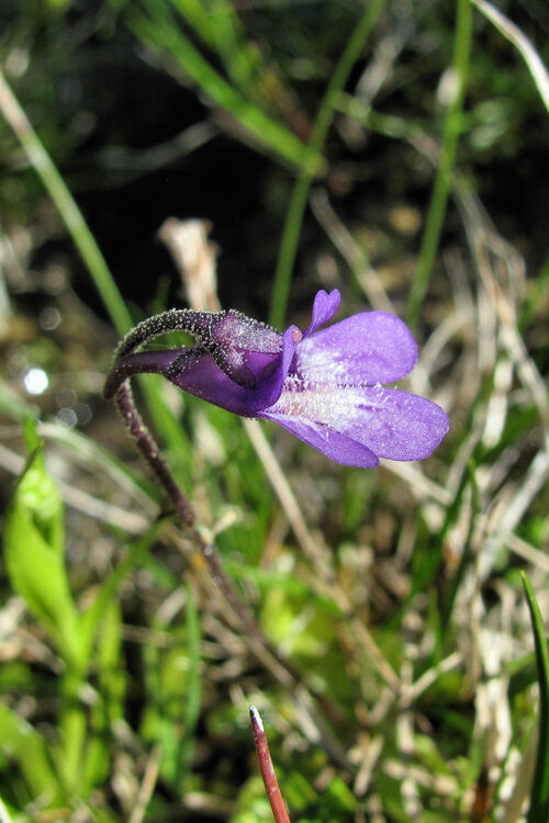 Fleurs de l'Embrunais, début juillet 2013